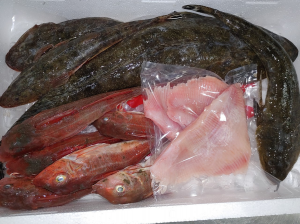 未利用魚