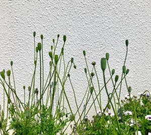 ナガミヒナゲシ　つぼみ