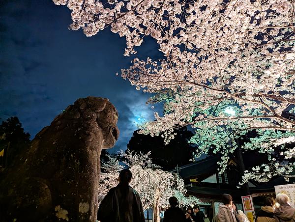 花灯り